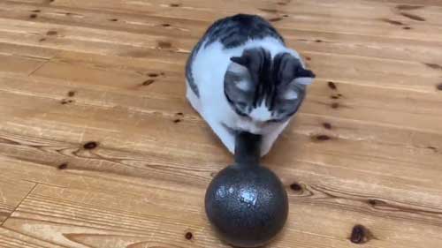 ダンベル 猫 持ち上げ チャレンジ