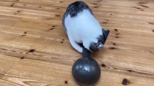 ダンベル 猫 持ち上げ チャレンジ