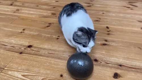 ダンベル 猫 持ち上げ チャレンジ