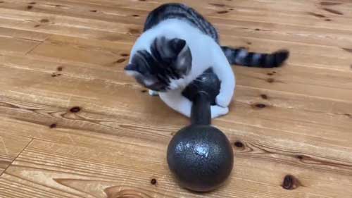 ダンベル 猫 持ち上げ チャレンジ