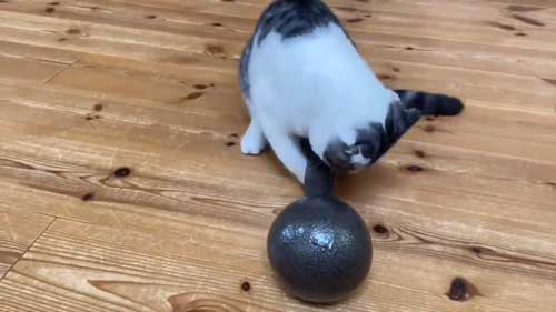 ダンベル 猫 持ち上げ チャレンジ