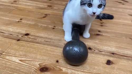ダンベル 猫 持ち上げ チャレンジ