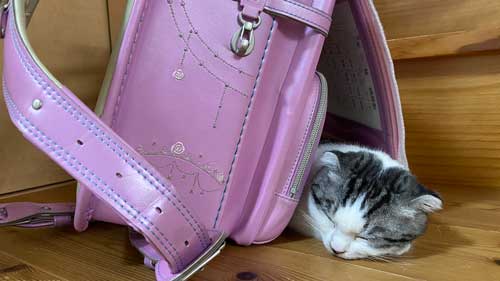 ダンベル 猫 持ち上げ チャレンジ