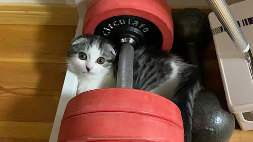 ダンベル 猫 持ち上げ チャレンジ
