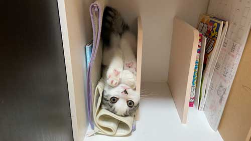 ダンベル 猫 持ち上げ チャレンジ