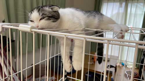 ダンベル 猫 持ち上げ チャレンジ