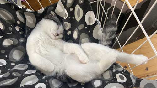 ダンベル 猫 持ち上げ チャレンジ