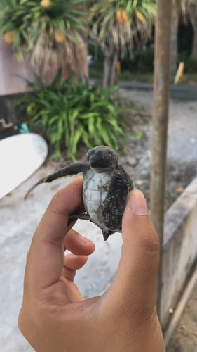 おなか見られたくないカメさん
