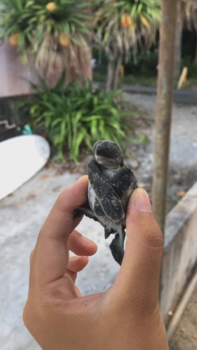 おなか見られたくないカメさん