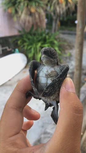おなか見られたくないカメさん