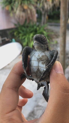 おなか見られたくないカメさん