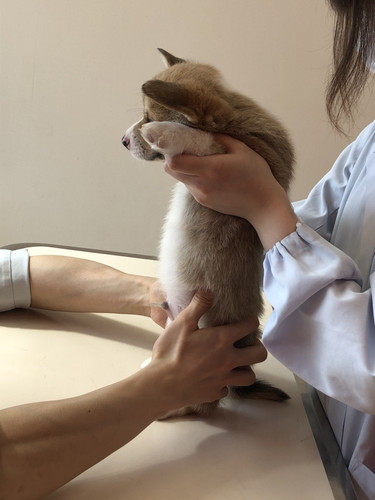 おへそ診察わんこ