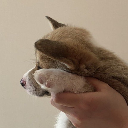 おへそ診察わんこ