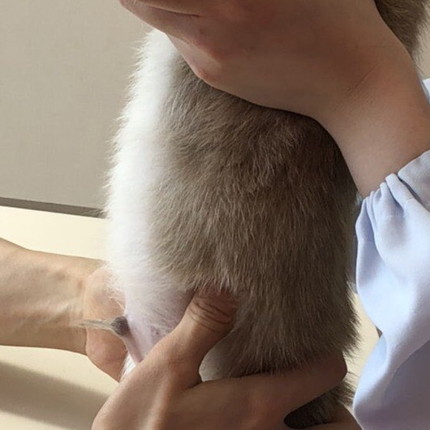 おへそ診察わんこ