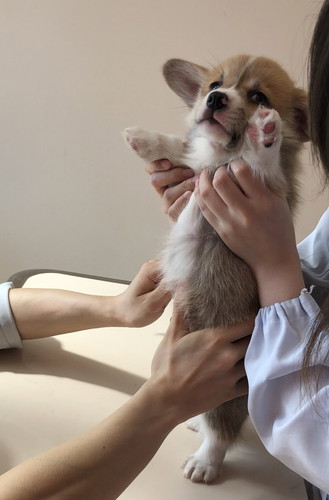 おへそ診察わんこ