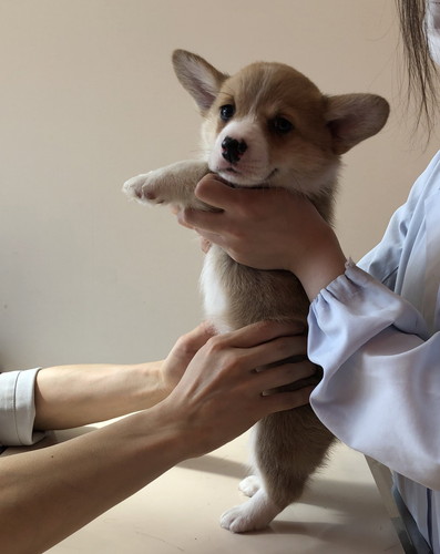 おへそ診察わんこ