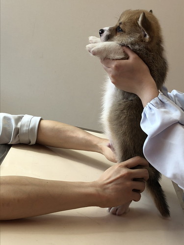 おへそ診察わんこ