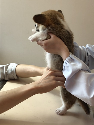 おへそ診察わんこ