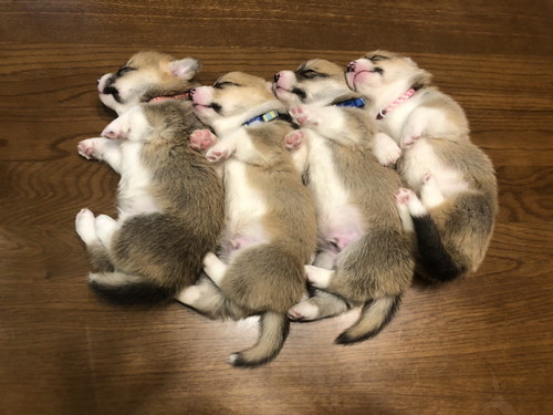 すやすやコーギーたち