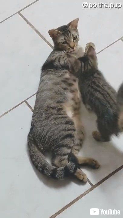母猫と子猫