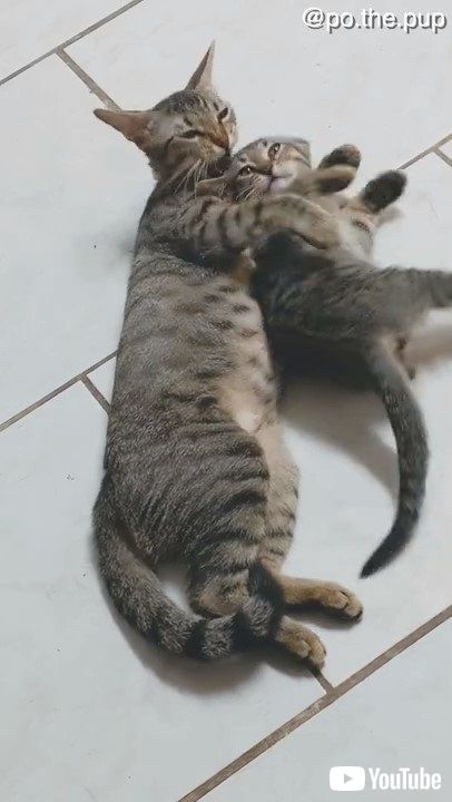 母猫と子猫