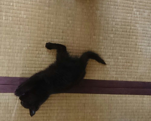 小さいクロくん