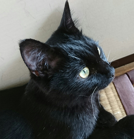 クロくん顔アップ