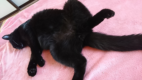 へそ天クロくん