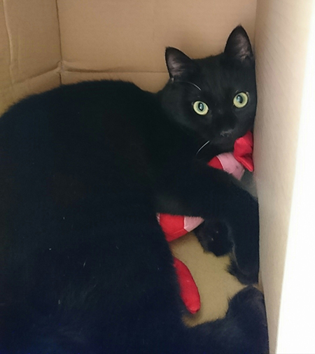 けりぐるみとクロくん