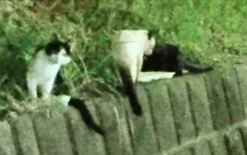 塀の上ののらねこたち