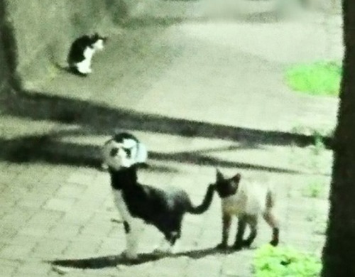 道路ののらねこたち