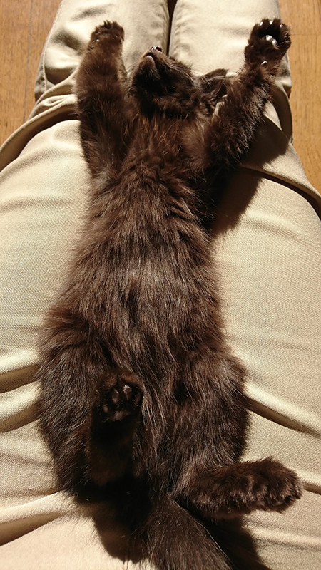 小さい頃のへそ天クロくん