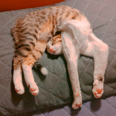 ALT