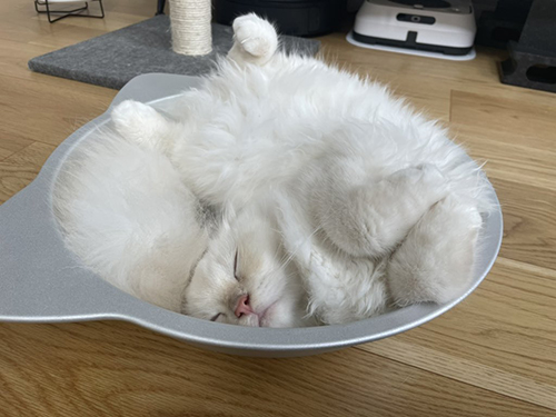 猫鍋おこめちゃん