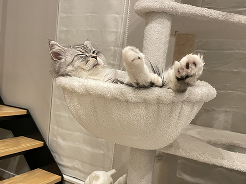 お風呂に入ってるっぽいこゆきちゃん