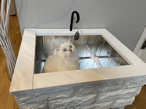 猫用シンクに入るおこめちゃん