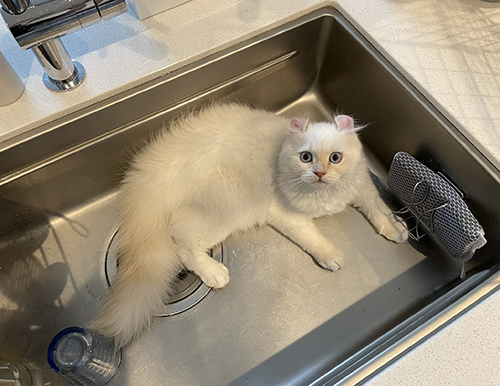 予想外な顔をするおこめちゃん