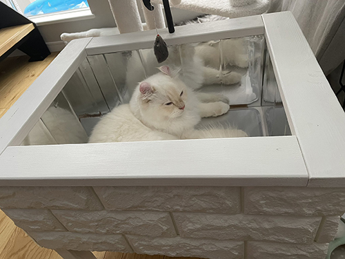 満足そうなおこめちゃん