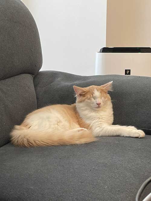 子猫 3カ月 ビフォーアフター 成長 生後5カ月