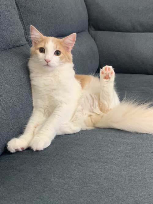 子猫 3カ月 ビフォーアフター 成長 生後5カ月