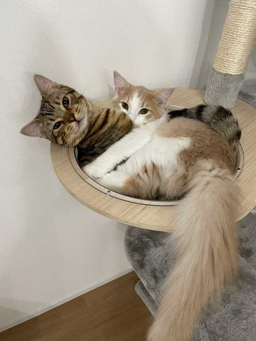 子猫 3カ月 ビフォーアフター 成長 生後5カ月