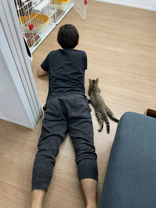 子猫 3カ月 ビフォーアフター 成長 生後5カ月