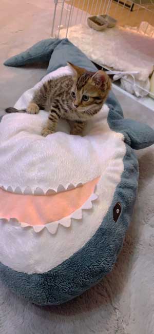 子猫 3カ月 ビフォーアフター 成長 生後5カ月