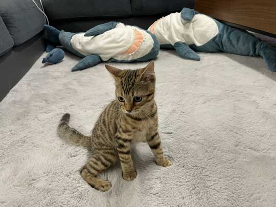 子猫 3カ月 ビフォーアフター 成長 生後5カ月