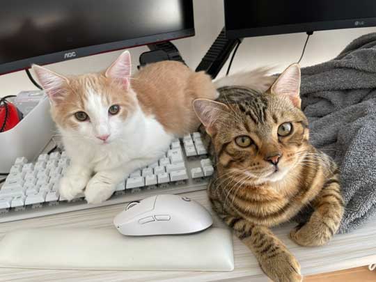 子猫 3カ月 ビフォーアフター 成長 生後5カ月