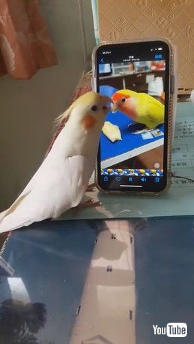 「Bird Tries to Find Friend on Screen || ViralHog」