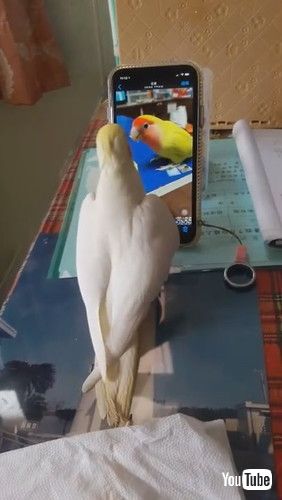 「Bird Tries to Find Friend on Screen || ViralHog」