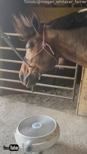 「Chill Horse Has Majestic Mane || ViralHog」