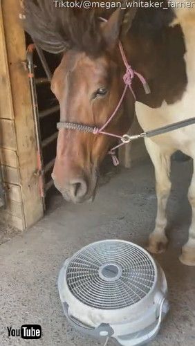 「Chill Horse Has Majestic Mane || ViralHog」