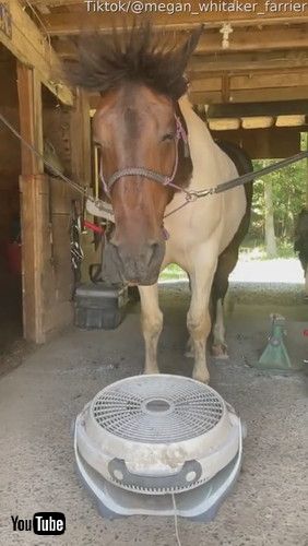 「Chill Horse Has Majestic Mane || ViralHog」